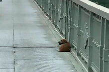 Cão recusa sair do local onde o dono cometeu suicídio