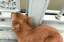 Cão recusa sair do local onde o dono cometeu suicídio