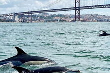 Golfinhos no Tejo