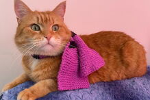 Bob, o gato de rua que transformou o dono sem-abrigo num escritor 'best-seller'