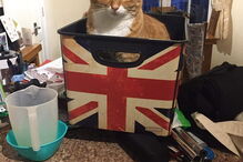 Bob, o gato de rua que transformou o dono sem-abrigo num escritor 'best-seller'