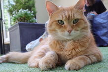 Bob, o gato de rua que transformou o dono sem-abrigo num escritor 'best-seller'