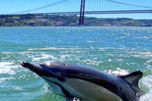 2020-06-19_10_14_16 golfinhostejo.PNG