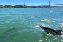 2020-06-19_10_14_19 golfinhostejo2.PNG