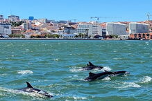 2020-06-19_10_14_20 golfinhstejo3.PNG