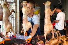 Yulin Festival - Imagem de arquivo