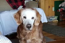Cão mais velho do mundo da raça Golden Retriever faz 20 anos e teve direito a uma festa especial