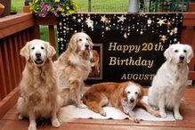Cão mais velho do mundo da raça Golden Retriever ao lado dos irmãos