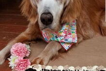 Cão mais velho do mundo da raça Golden Retriever faz 20 anos e teve direito a uma festa especial