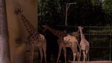 Jardim Zoológico e Badoca Park voltam a receber visitantes após encerramento devido à pandemia
