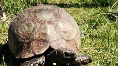 Sabia que a residente mais antiga do Zoo de Lisboa é uma Tartaruga-leopardo-africana?