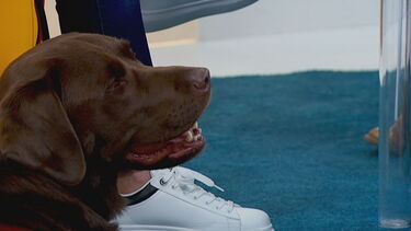 Animais de companhia ajudam a combater solidão dos idosos