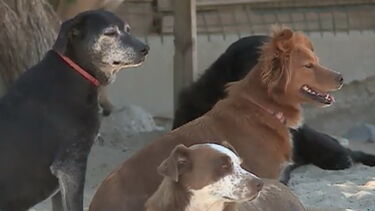 Conheça o Cantinho da Milu, a associação onde pode adotar um animal de estimação