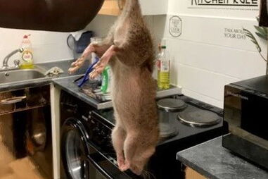 Relatos de invasão de ratazanas gigantes multipliccam-se nas redes sociais