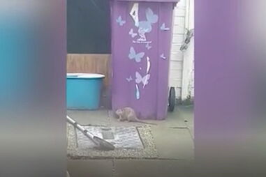 Ratazanas gigantes no Reino Unido.mp4