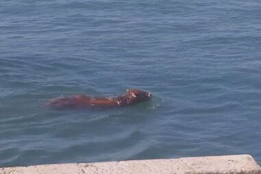 Boi salta de navio no porto de Setúbal para o rio Sado