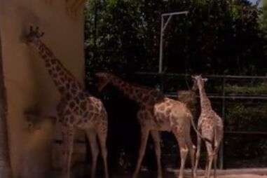 Jardim Zoológico e Badoca Park voltam a receber visitantes após encerramento devido à pandemia