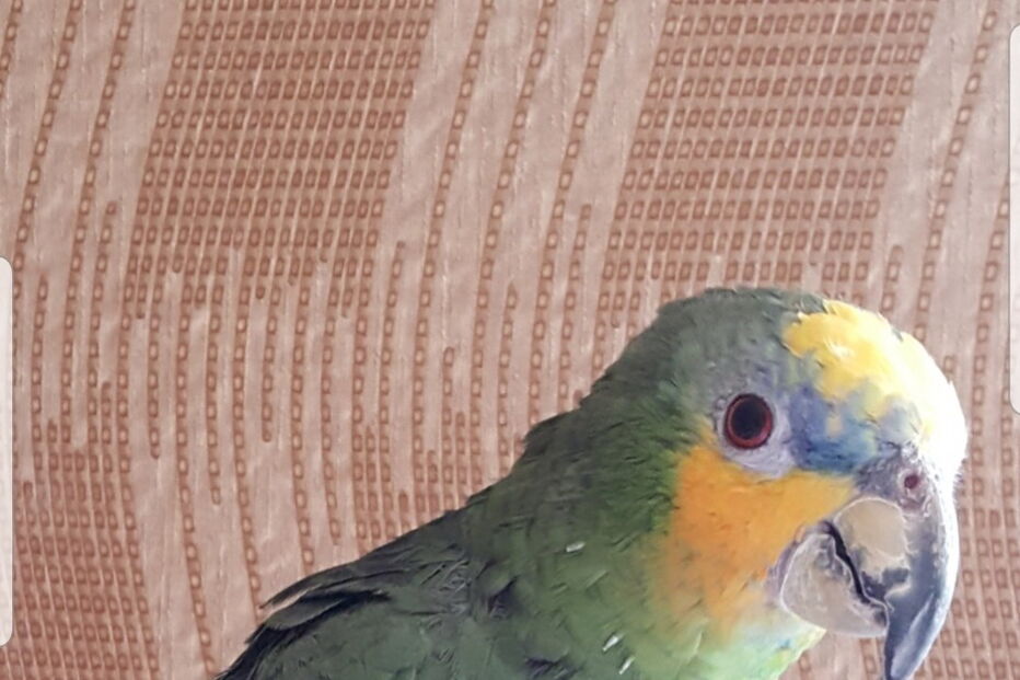 2020-06-02_11_35_44 NINTCHDBPICT000586527734.jpg