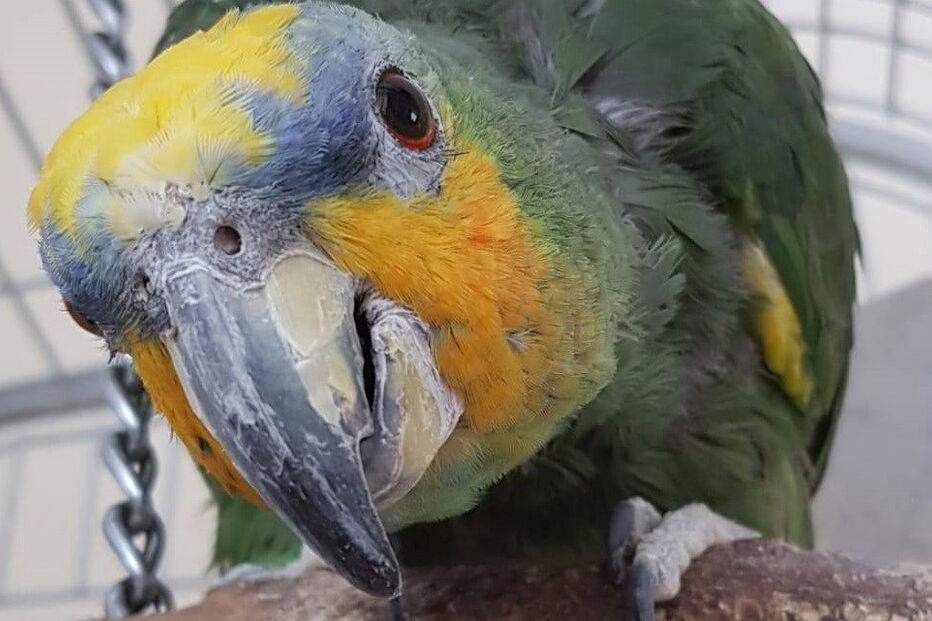 2020-06-02_11_35_46 papagaio1.jpg