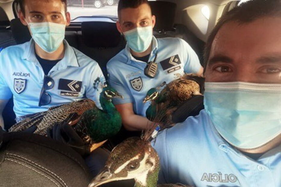 2020-06-02_12_58_04 PSP pavões.jpg