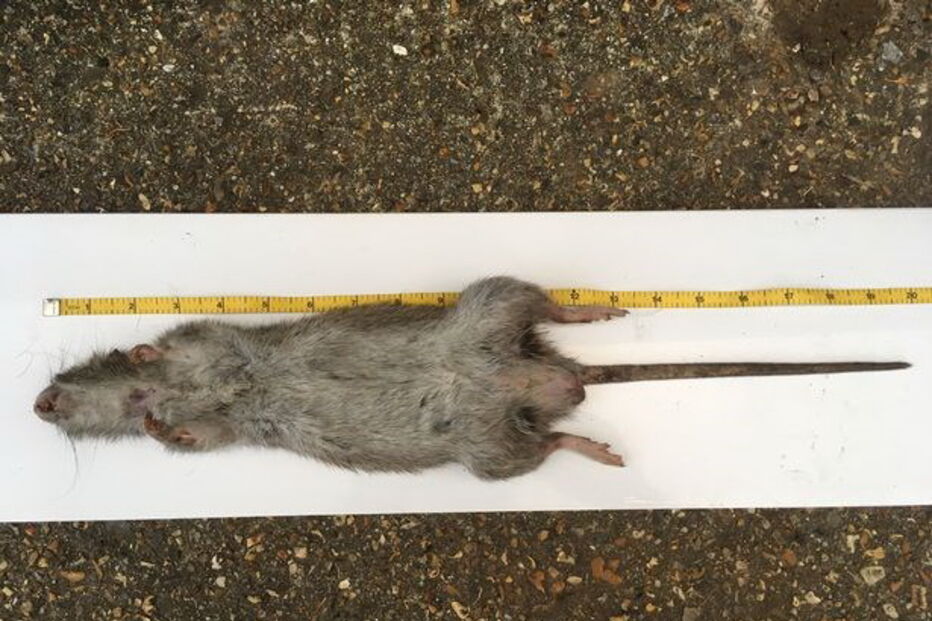 Relatos de invasão de ratazanas gigantes multipliccam-se nas redes sociais