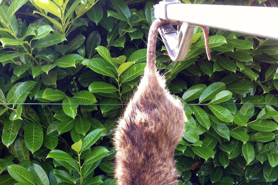 Relatos de invasão de ratazanas gigantes multipliccam-se nas redes sociais