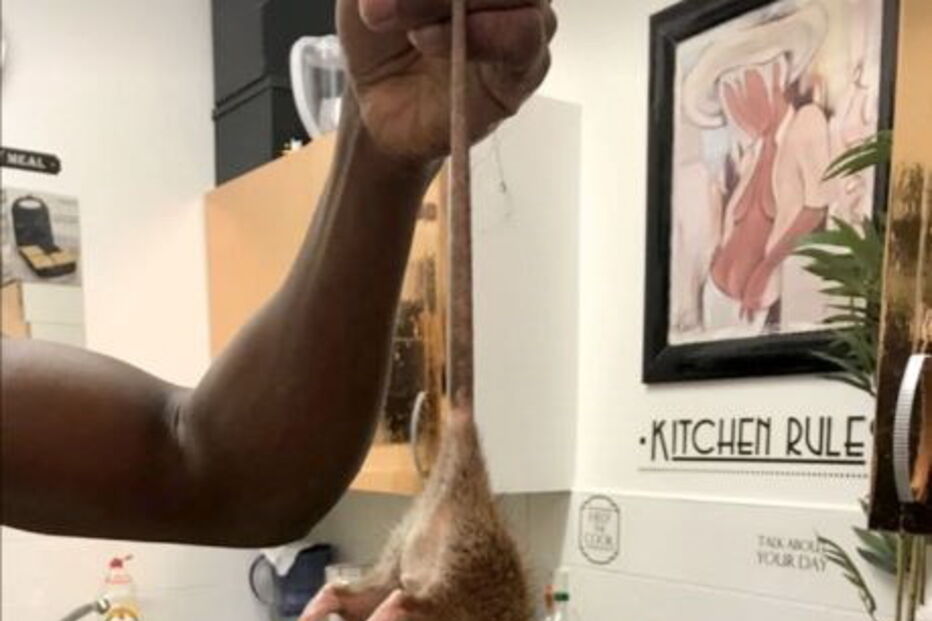 Relatos de invasão de ratazanas gigantes multipliccam-se nas redes sociais