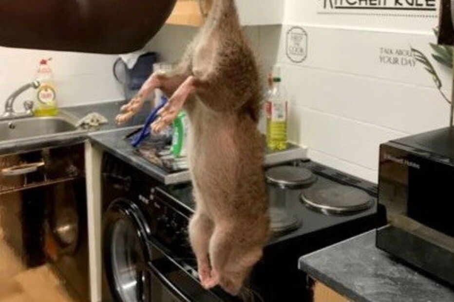 Relatos de invasão de ratazanas gigantes multipliccam-se nas redes sociais