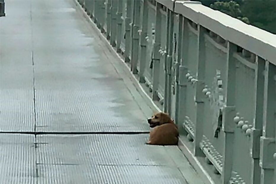 Cão recusa sair do local onde o dono cometeu suicídio