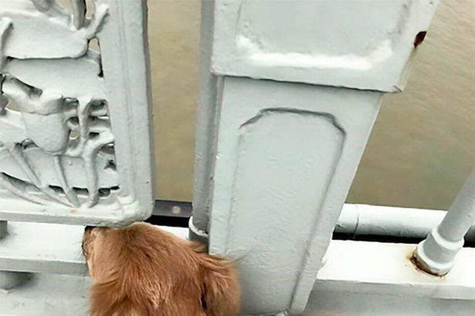 Cão recusa sair do local onde o dono cometeu suicídio