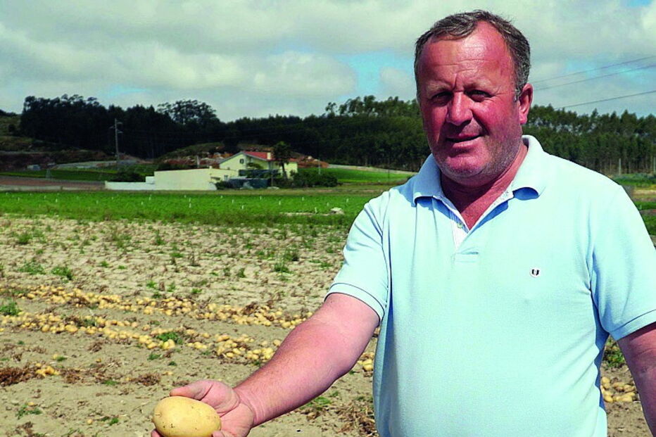 Joaquim Maria já iniciou a colheita da batata e queixa-se do preço praticado 