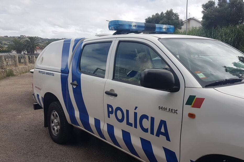 PSP retira cão a homem filmado a agredir animal dentro de casa em Loures