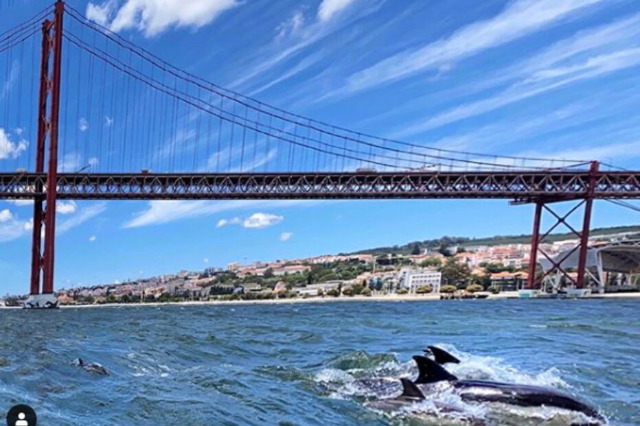 Golfinhos no Tejo