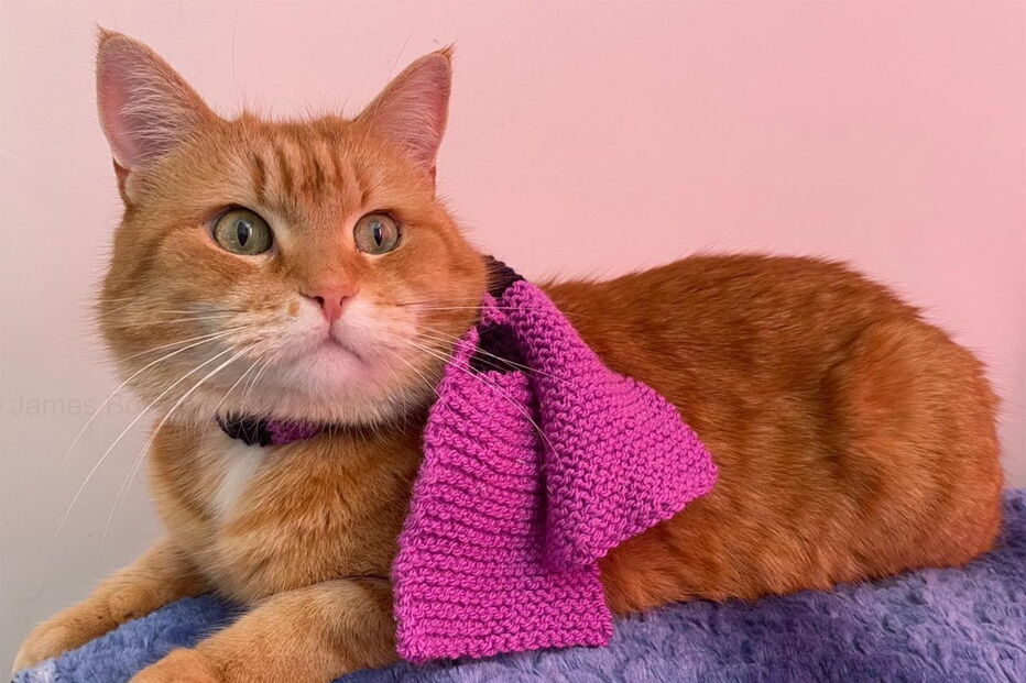 Bob, o gato de rua que transformou o dono sem-abrigo num escritor 'best-seller'