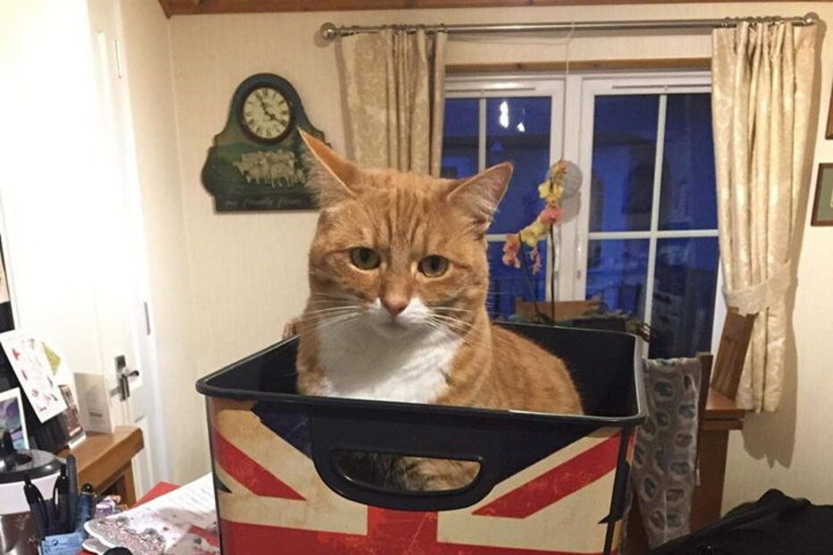 Bob, o gato de rua que transformou o dono sem-abrigo num escritor 'best-seller'