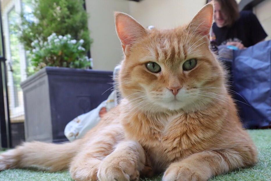 Bob, o gato de rua que transformou o dono sem-abrigo num escritor 'best-seller'