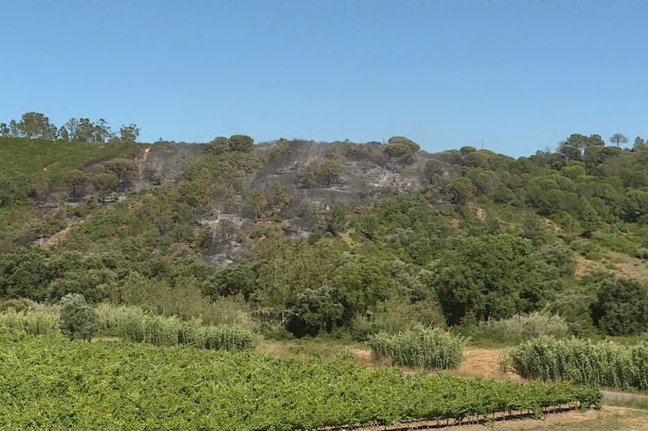 Quatro meios aéreos e mais de 70 bombeiros combatem incêndio florestal na Azambuja