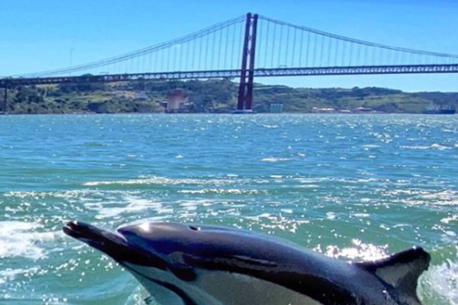 2020-06-19_10_14_16 golfinhostejo.PNG