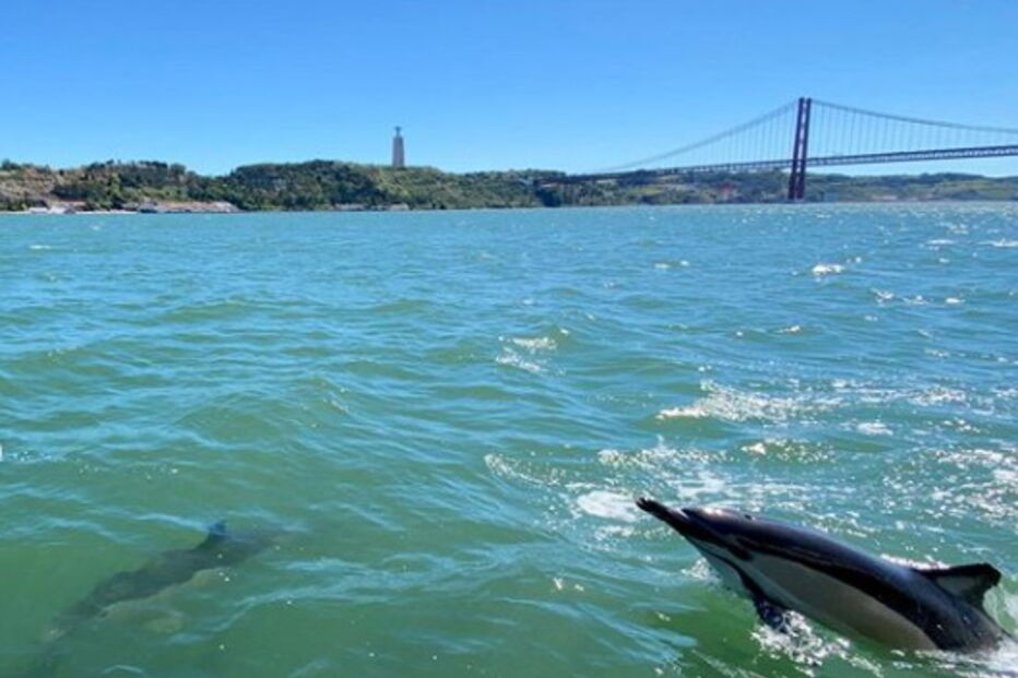 2020-06-19_10_14_19 golfinhostejo2.PNG