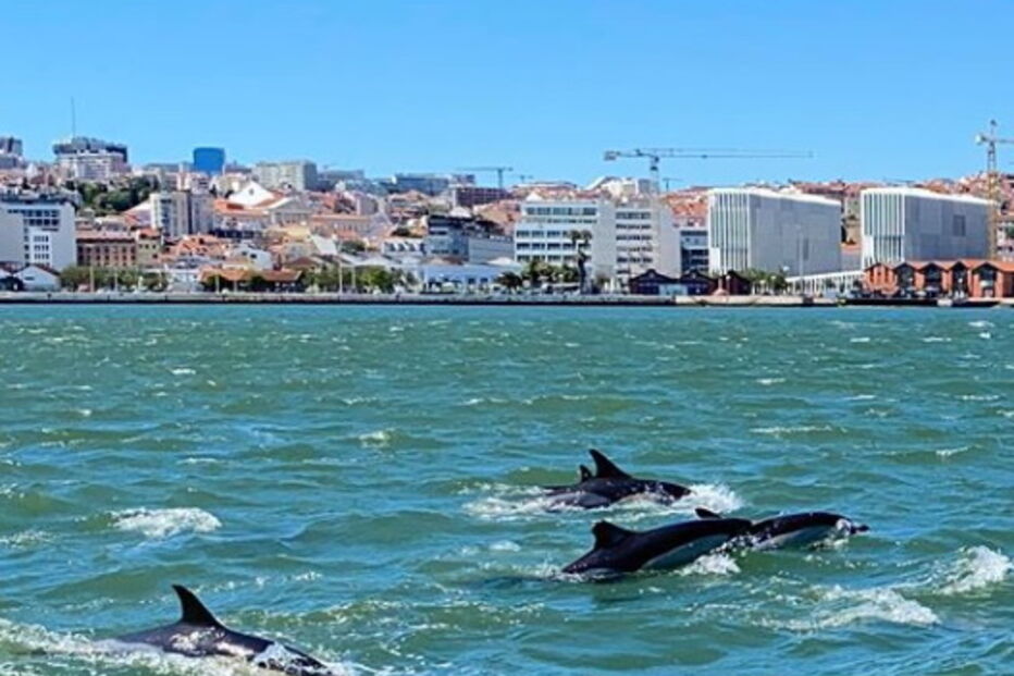 2020-06-19_10_14_20 golfinhstejo3.PNG