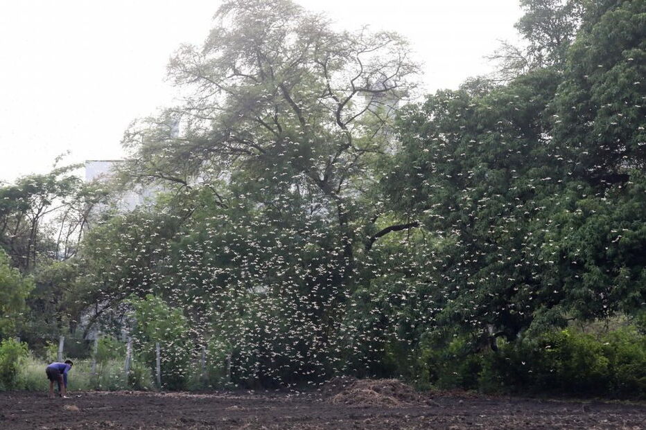 Praga de gafanhotos tem afetado muitos locais em África