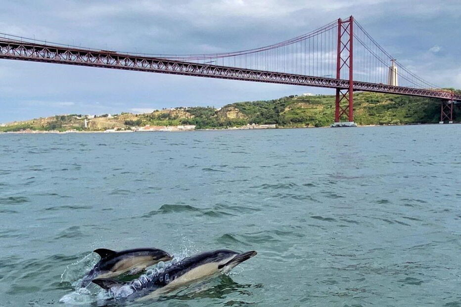Golfinhos no Tejo