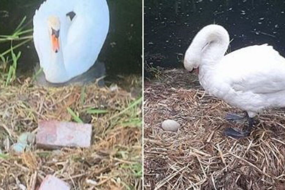 2020-06-21_18_23_50 cisne.JPG