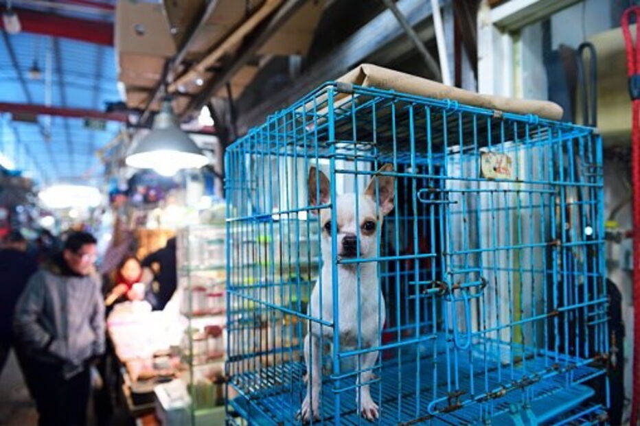 Mercado de venda de animais, na China
