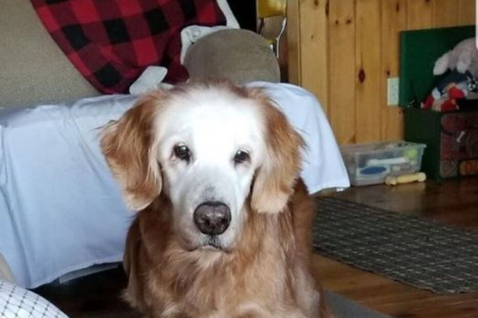 Cão mais velho do mundo da raça Golden Retriever faz 20 anos e teve direito a uma festa especial