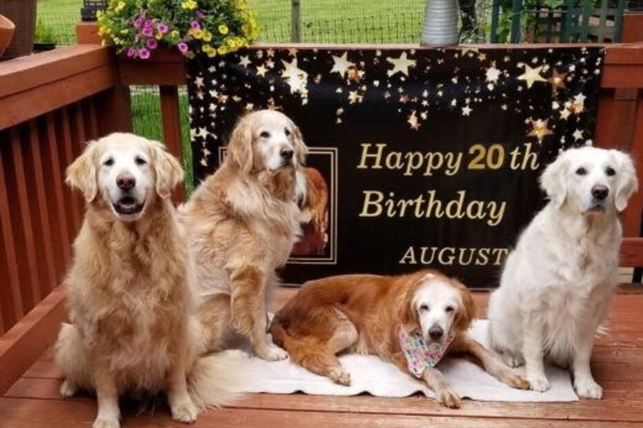 Cão mais velho do mundo da raça Golden Retriever ao lado dos irmãos
