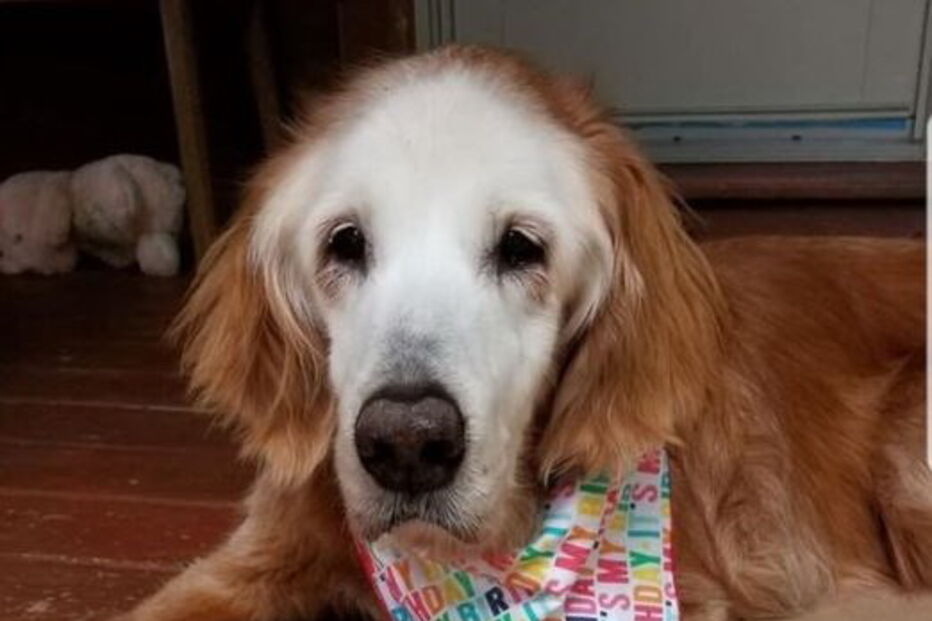 Cão mais velho do mundo da raça Golden Retriever faz 20 anos e teve direito a uma festa especial