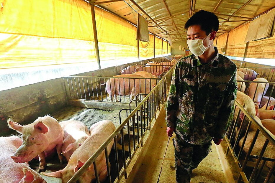 Vírus infetou empregados de suiniculturas mas não se transmite entre humanos 