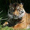 Tigre ataca tratadora até à morte em jardim zoológico