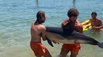 Cadáveres de golfinhos dão à costa em praias de Cascais